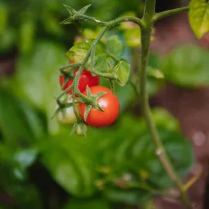 Appartement Nea's Green Garden